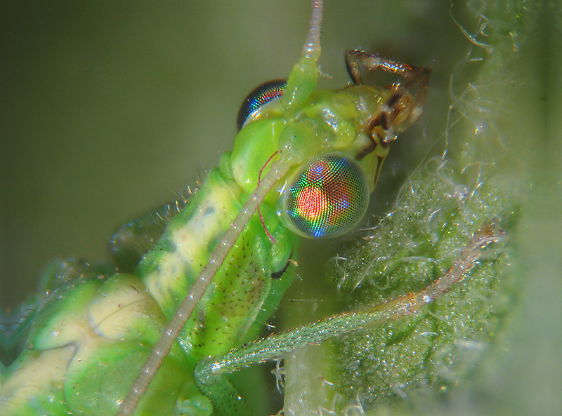 Esercitazioni in Helicon Focus